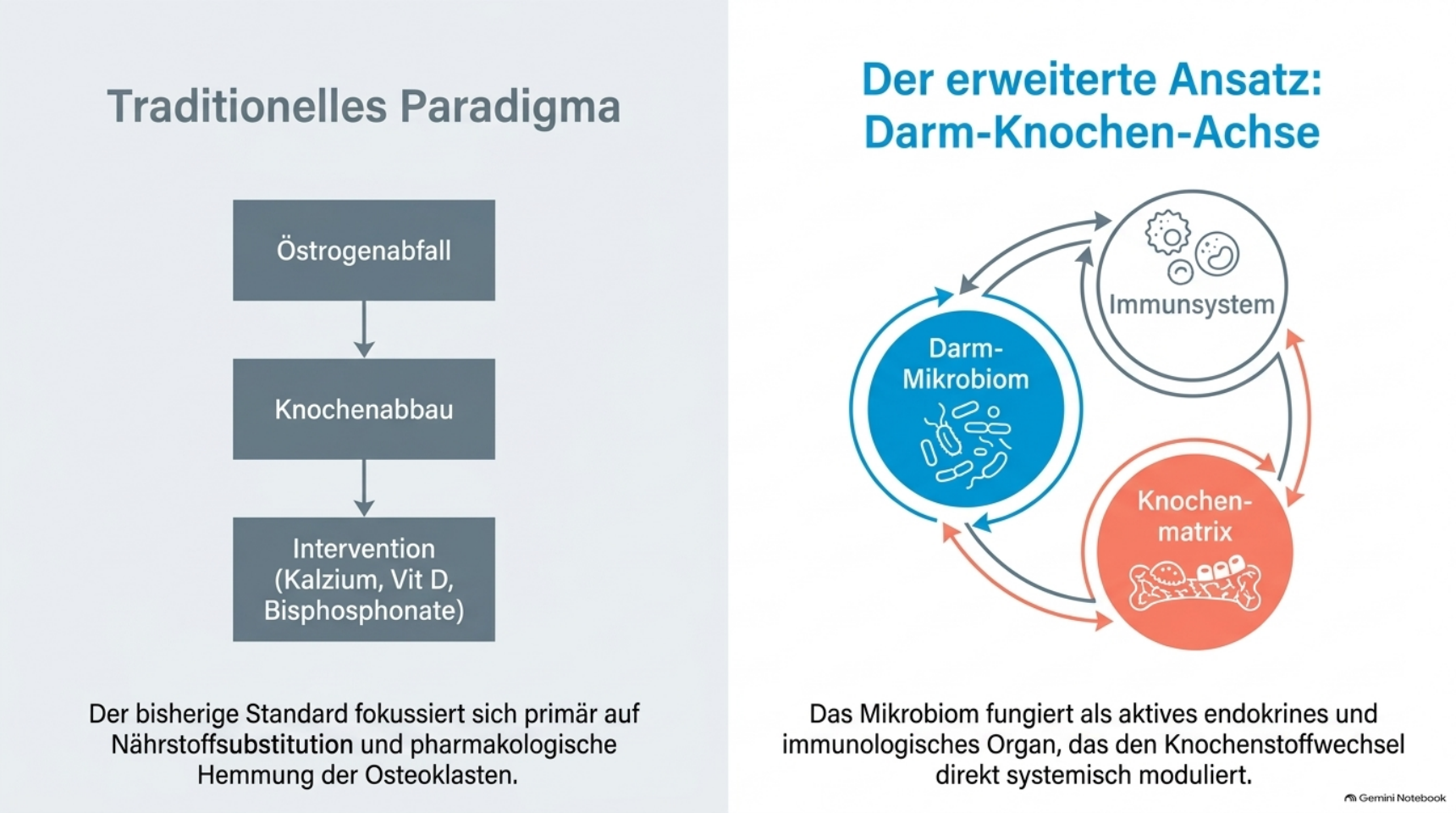 Paradigmenwechsel: vom klassischen Modell (Östrogenabfall → Knochenabbau) hin zur Darm-Knochen-Achse als aktivem Regelkreis.